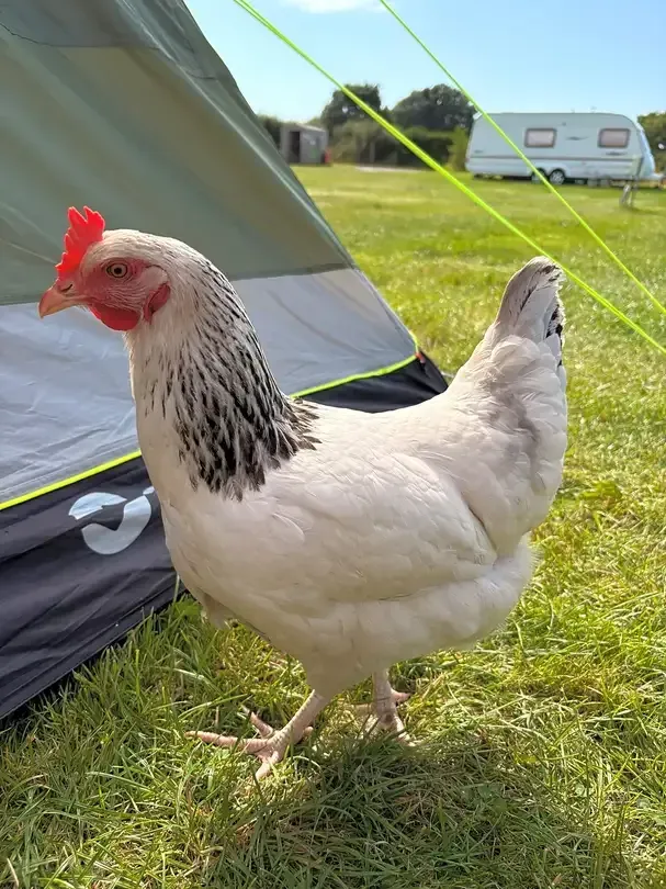 White chicken with black neck feathers standing on grass beside a tent on a sunny campsite