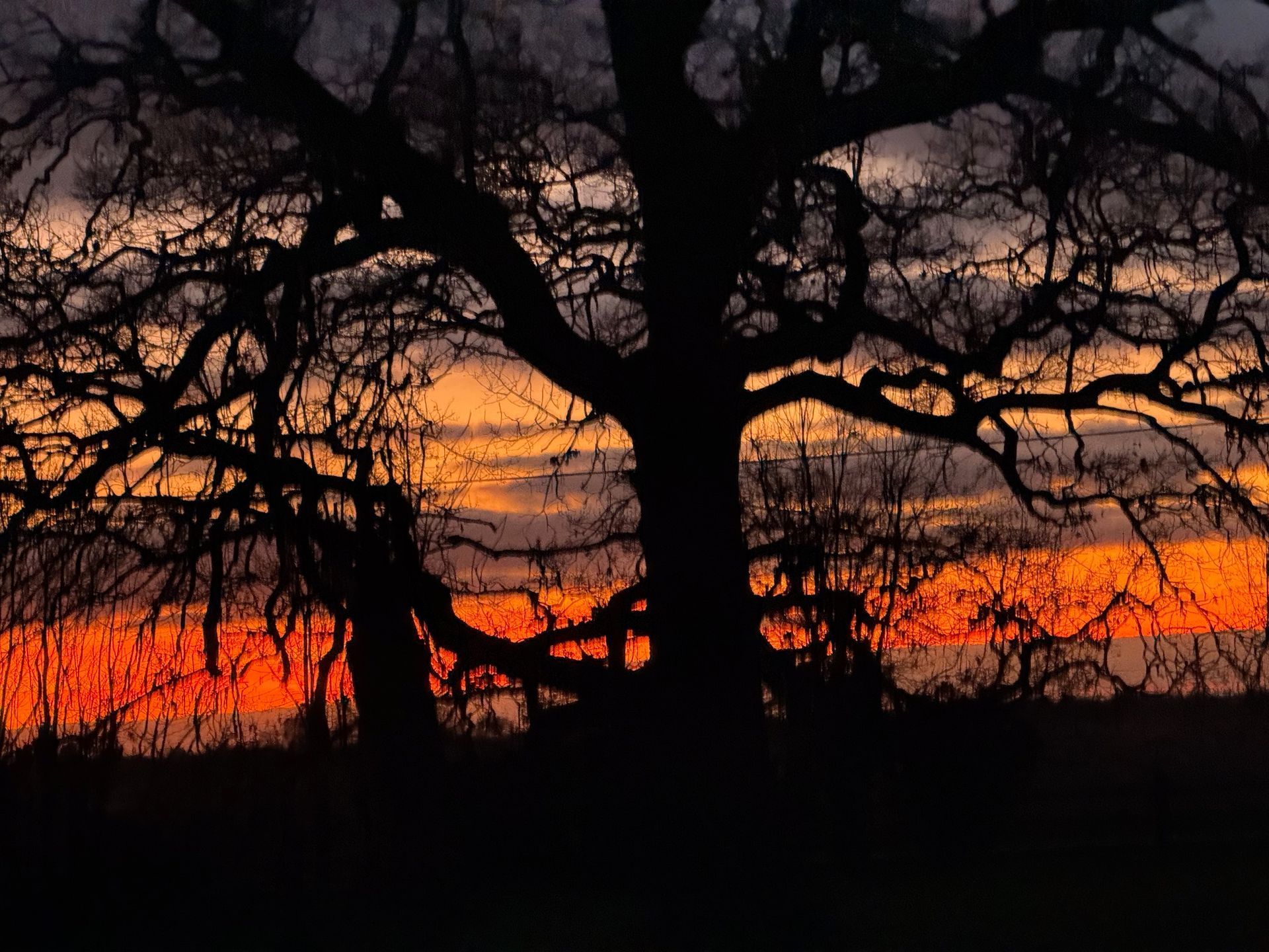 Silhouetted tree against a vivid orange sunset with bare branches and dark foreground