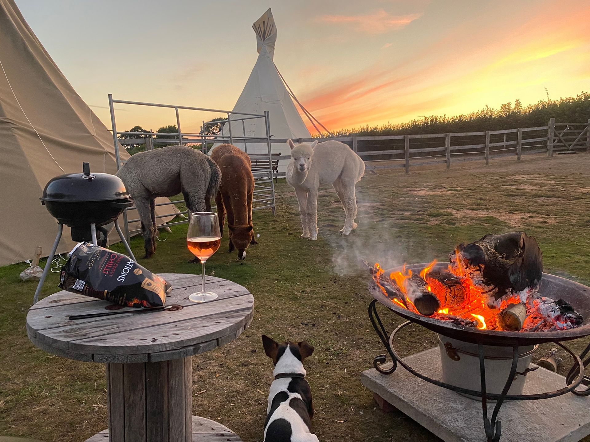 Dogs and horses near a lit fire pit at sunset, with a teepee in the background