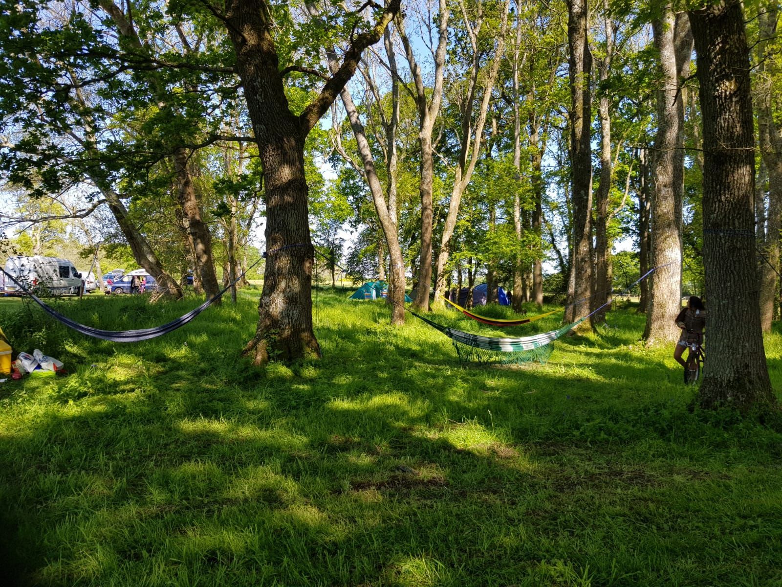Shaded park with trees, green grass, and several hammocks strung between the trunks.