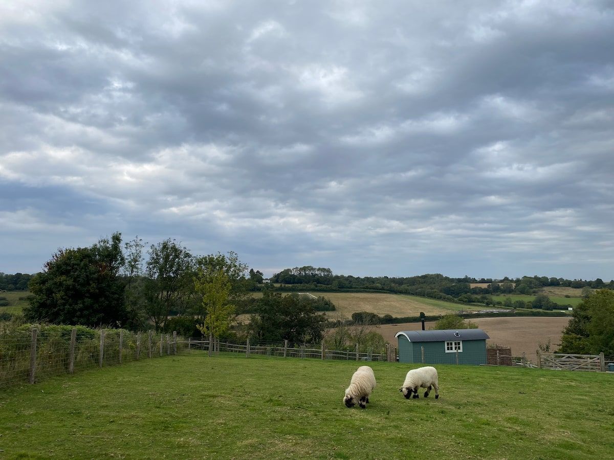 Two sheep grazing in a grassy field under a cloudy sky, with a small shed and rolling hills in the background