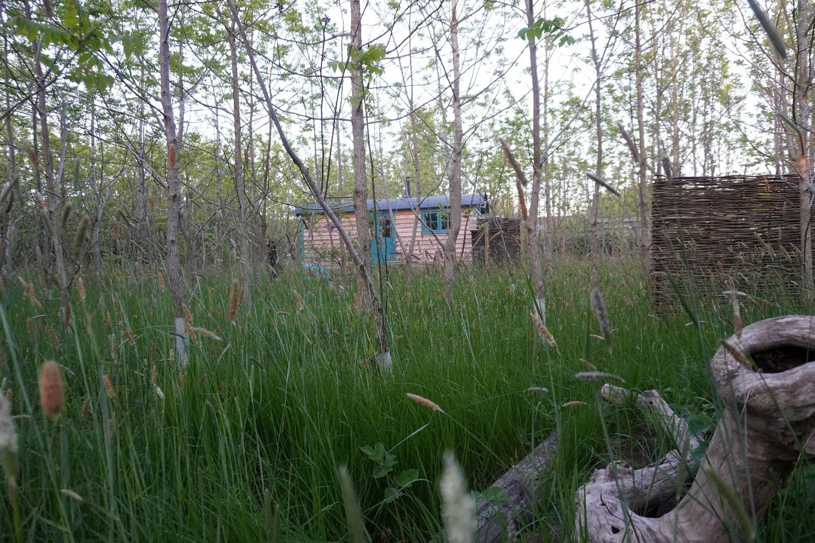 Overgrown field with tall grass and trees, with a small house in the background and a tire in the foreground