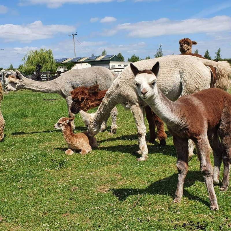 Marshland Alpacas Camping
