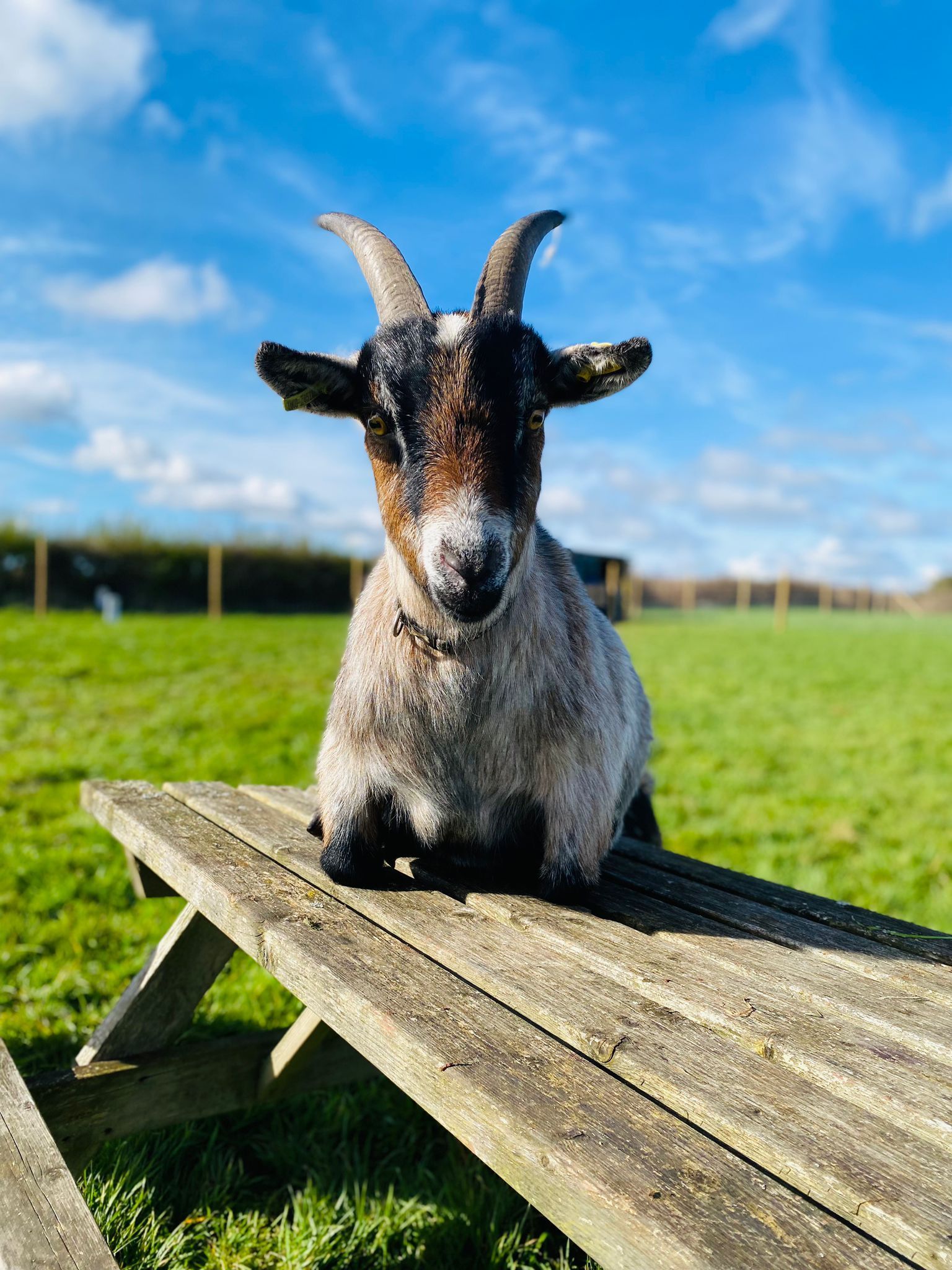 Goat sitting on a wooden bench in a sunny green field under a blue sky