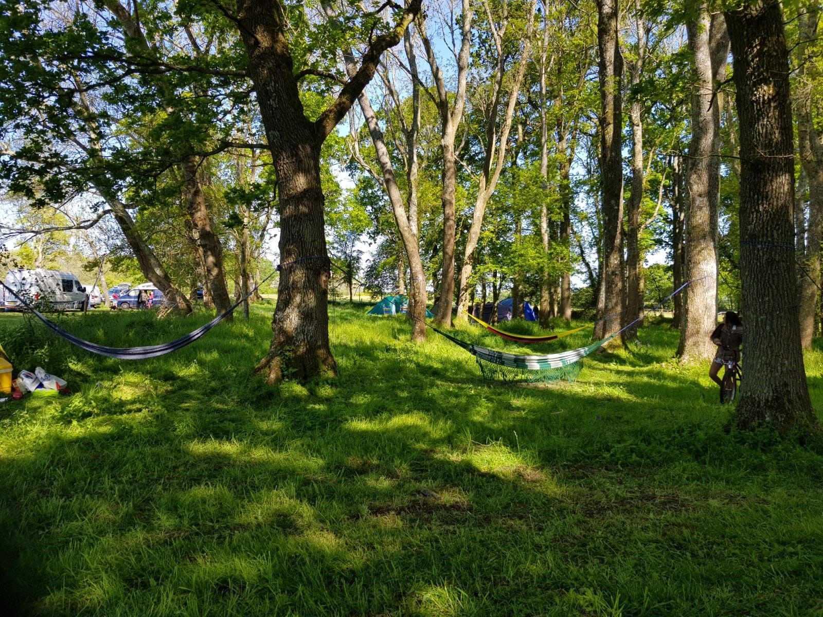 Shaded grassy park with tall trees and hammocks strung between them