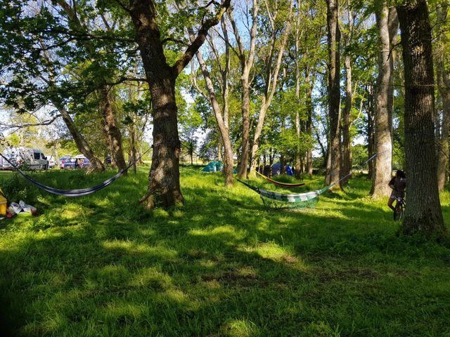 Shaded park with trees and green grass, with hammocks hanging between the trunks.