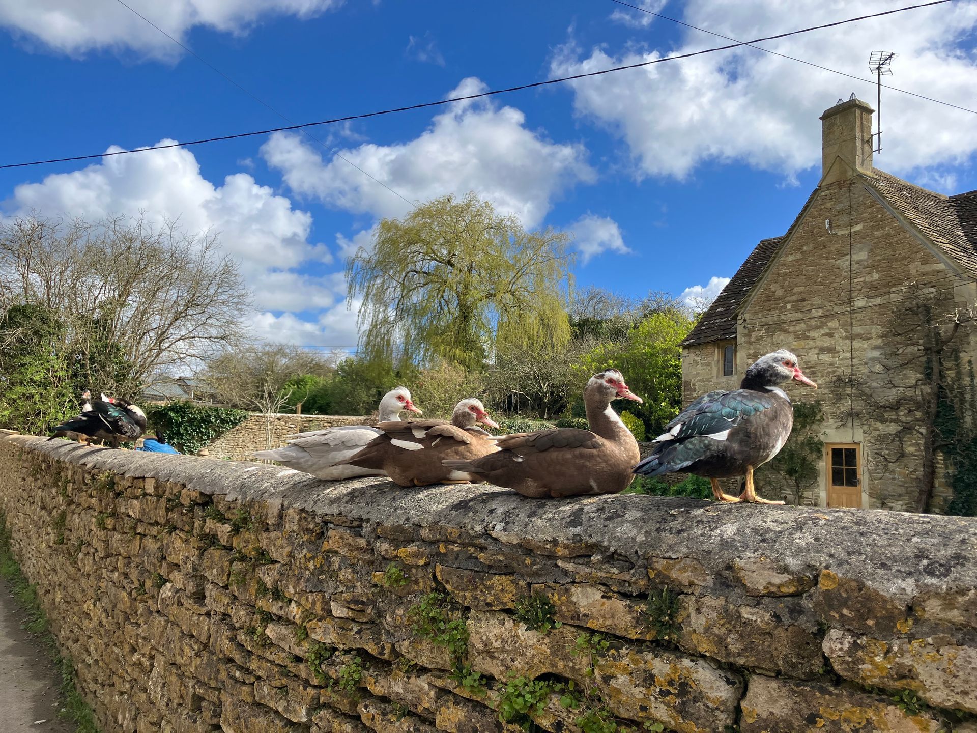 Pigeons perched on a stone wall by a rustic house under a bright blue sky with clouds