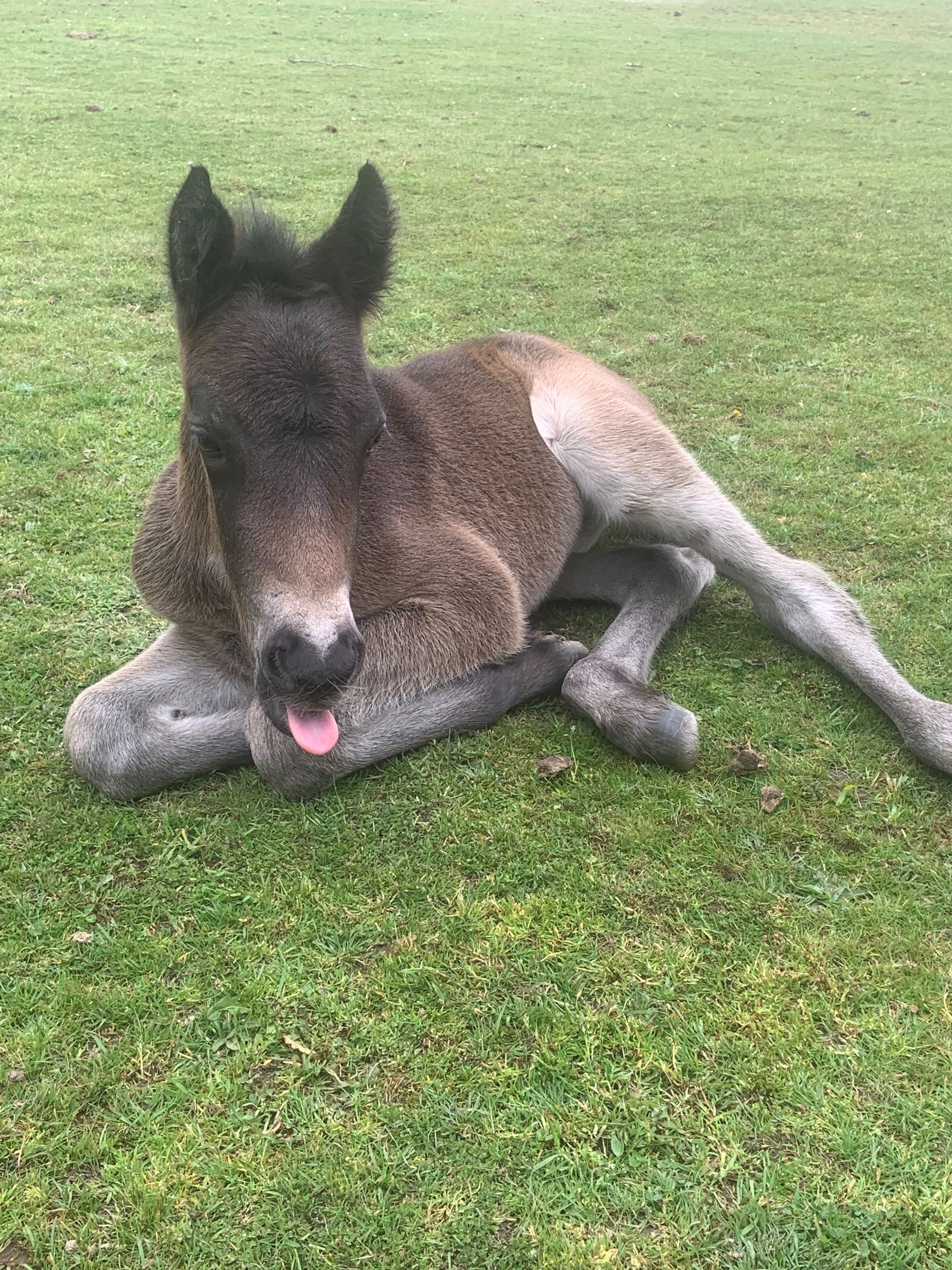 Small dark foal lying on grass with its tongue out, resting on a gray blanket or cloth.