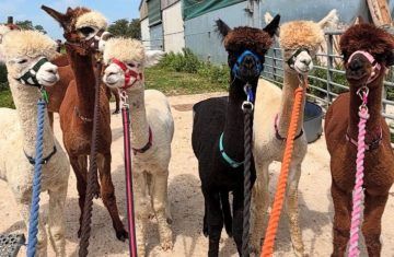 Alpacas at Carsington (Rustic Retreats)