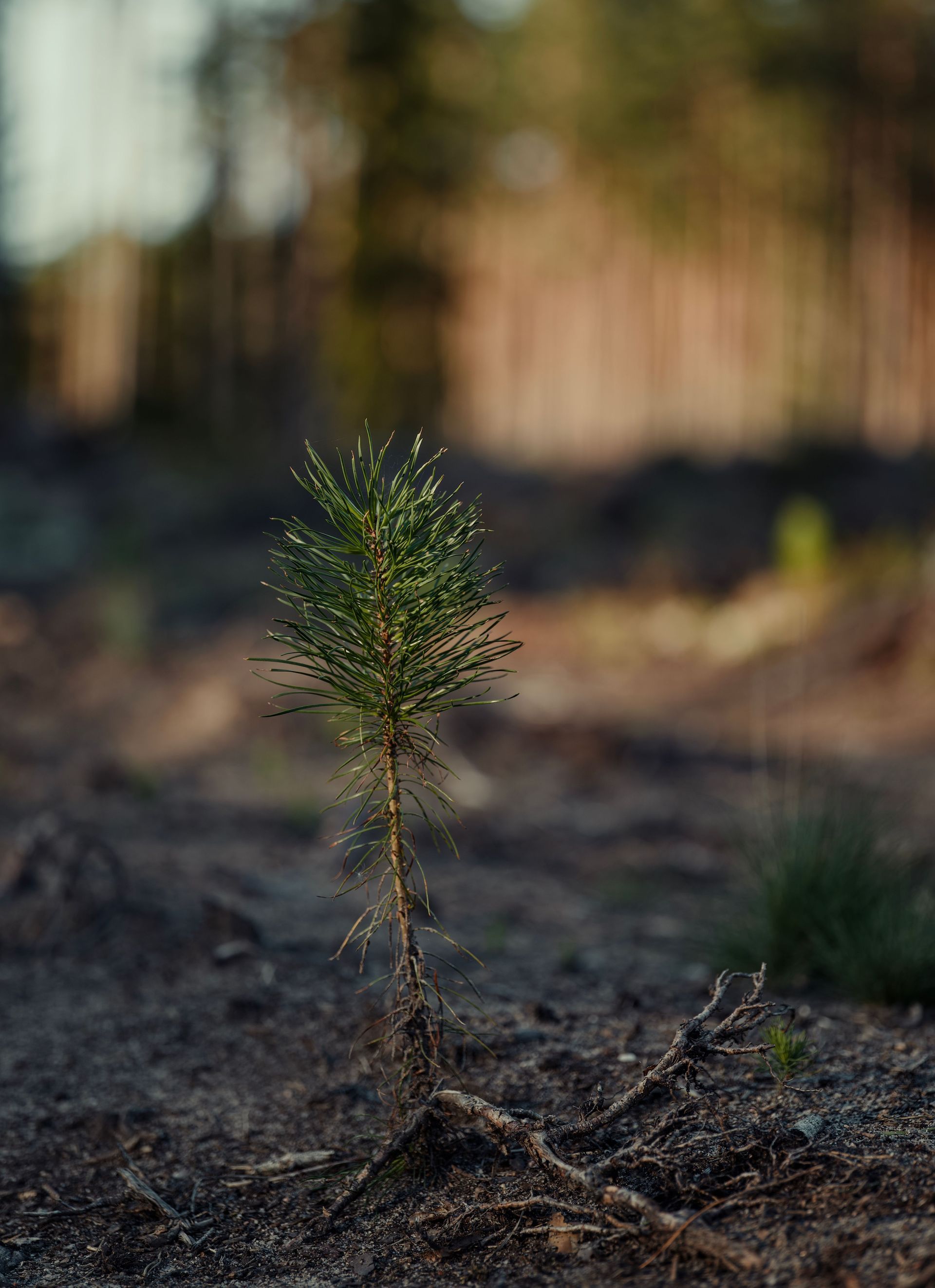 Small evergreen sapling growing in dry soil, with a blurred forest background.