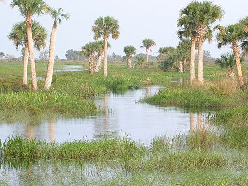 Sumatra Fl Native Plant Communities | Florida Native Plant Society