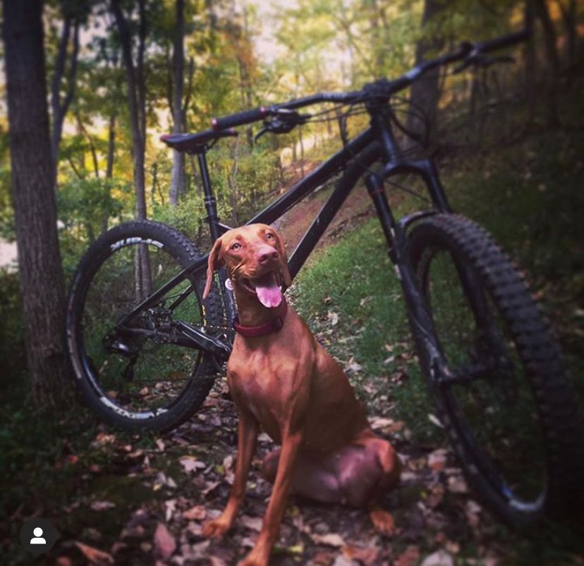 A Vizsla Dog Is Sitting Next to A Bicycle in The Woods
