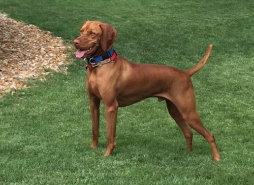 A Vizsla Dog Wearing a Blue and Red Collar Is Standing in The Grass.