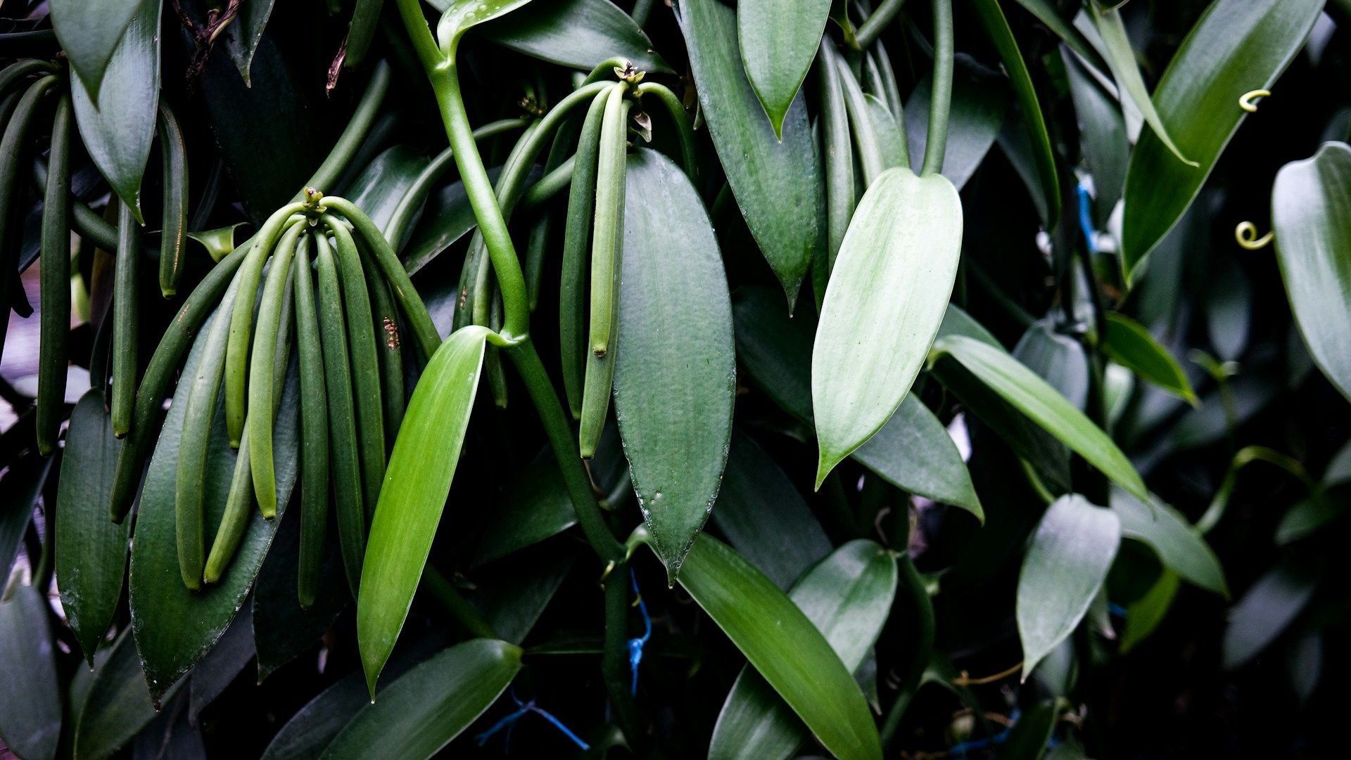 Vanilla Seedling