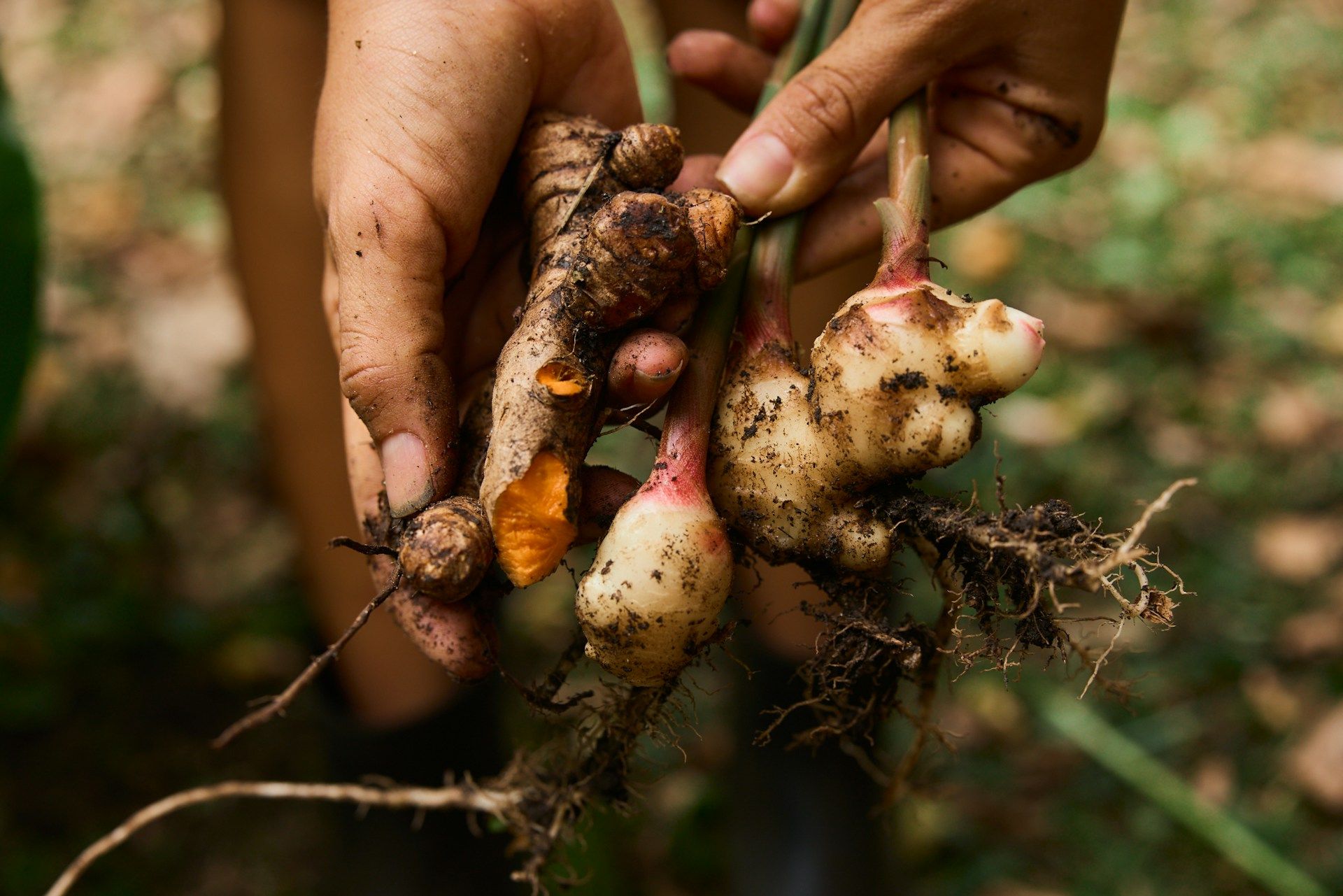 Turmeric