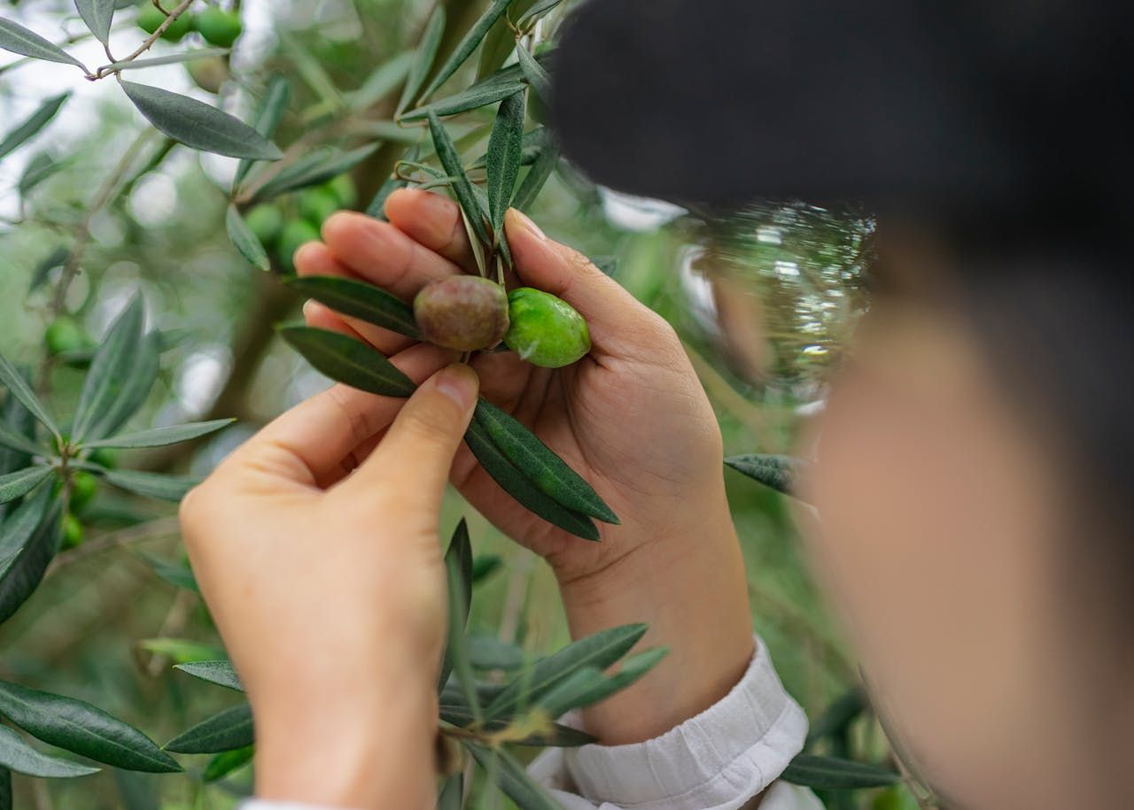 olive tree farm