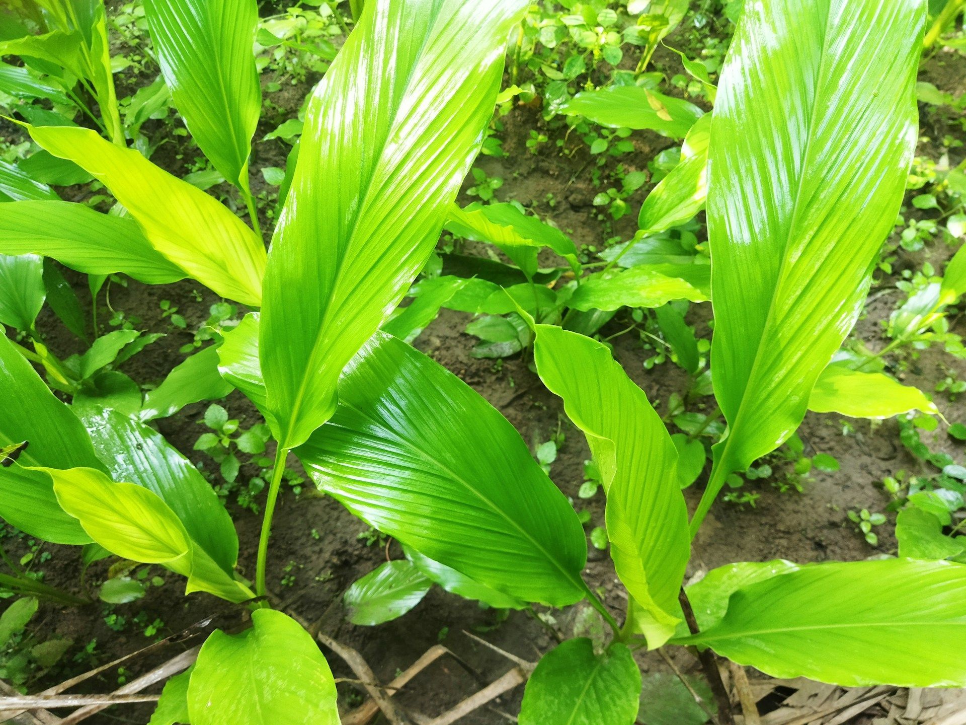 Turmeric Plants