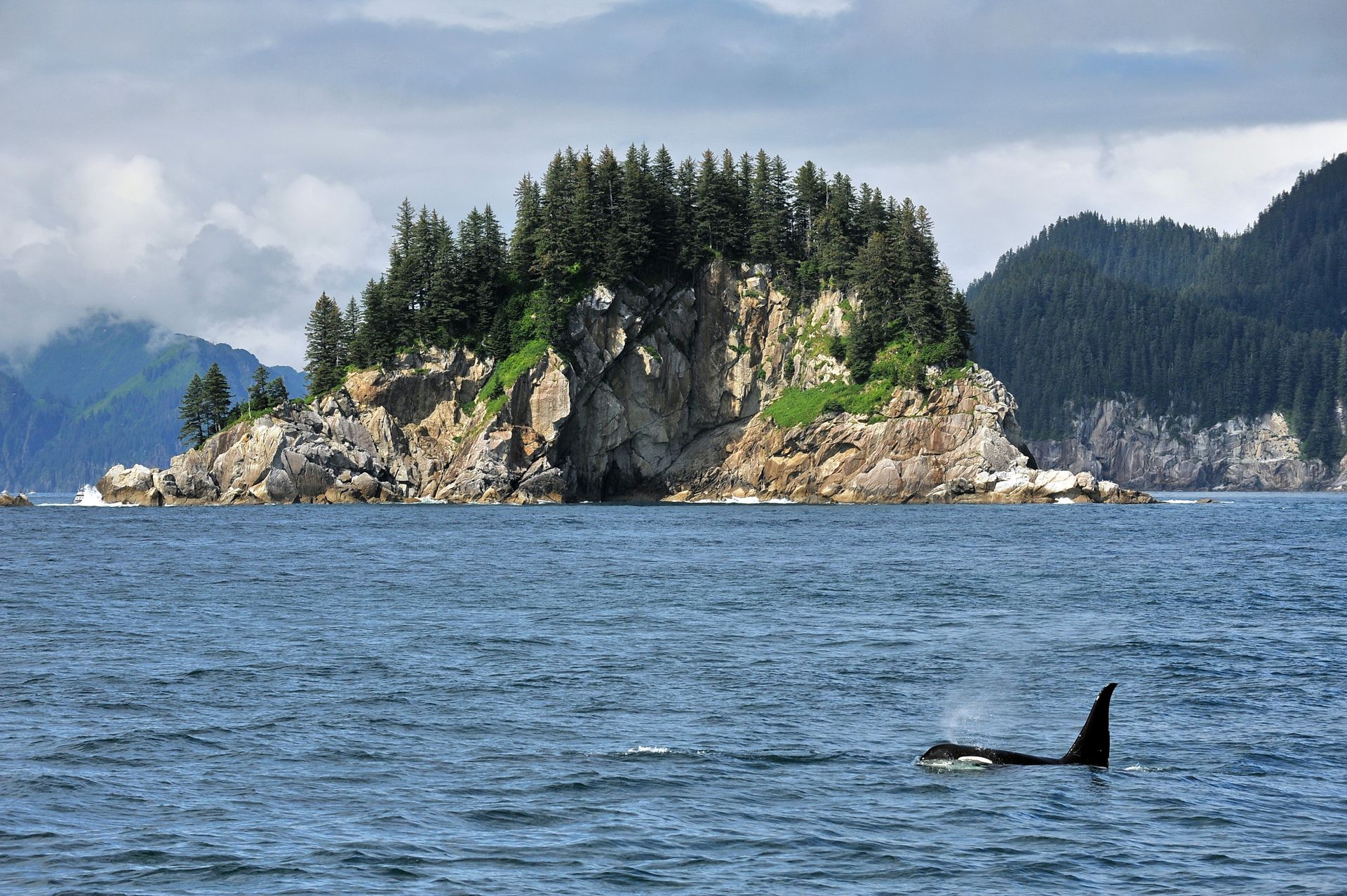 Orca whale swims in front of a rocky island with evergreen trees, in a blue sea, under a cloudy sky.