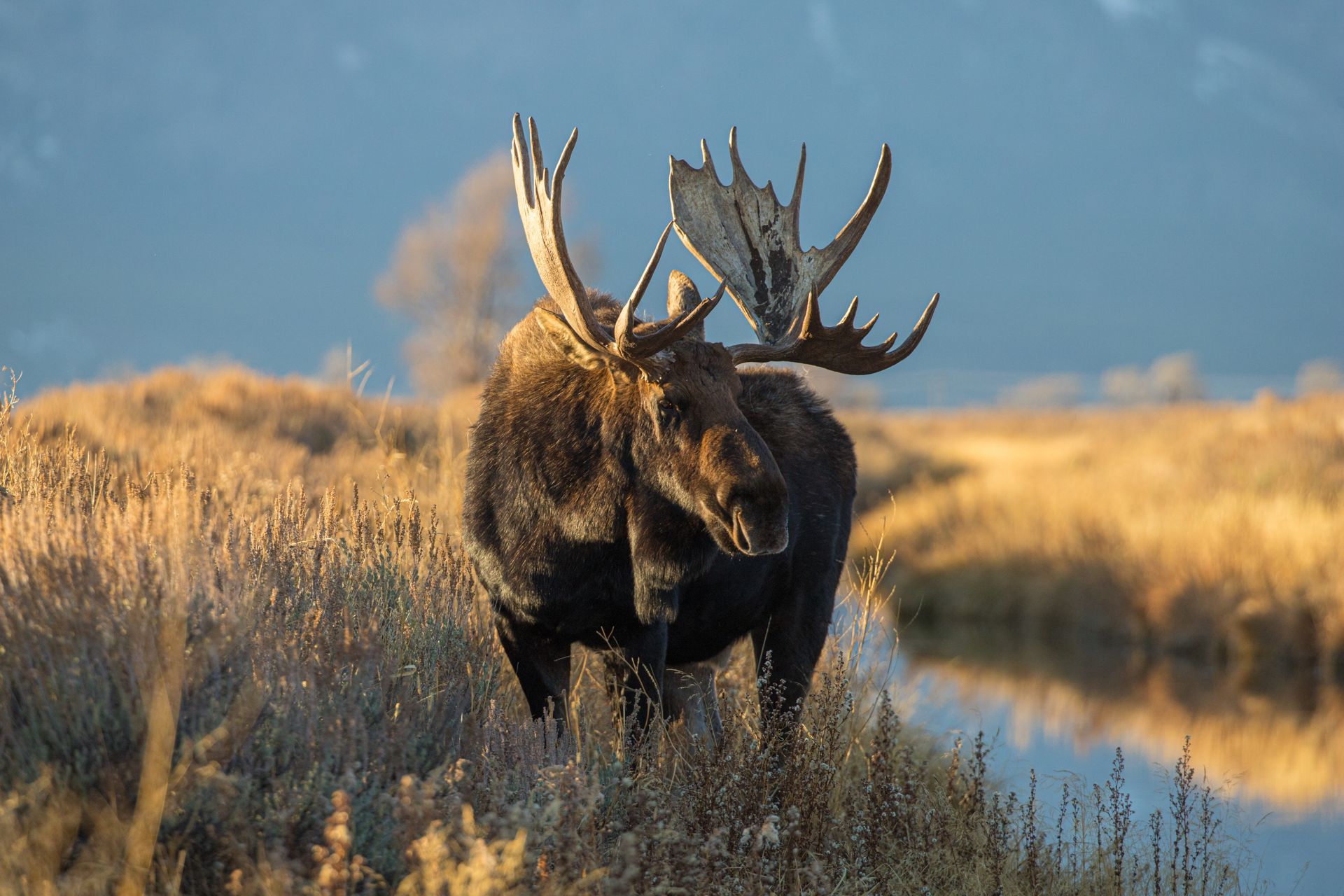 Moose with large antlers standing in tall grass next to a body of water, sunlight.