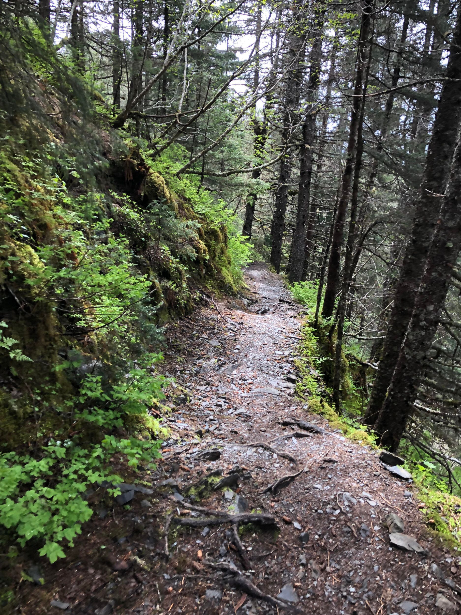 Narrow, rocky forest hiking trail, lined with trees and lush green vegetation.