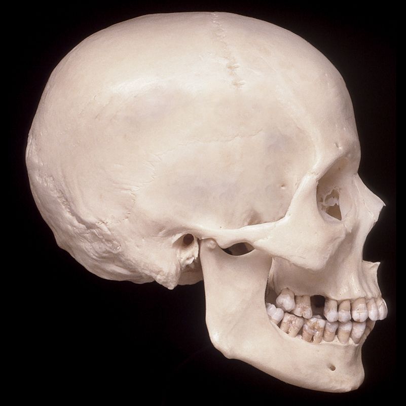 A close up of a human skull with teeth on a black background