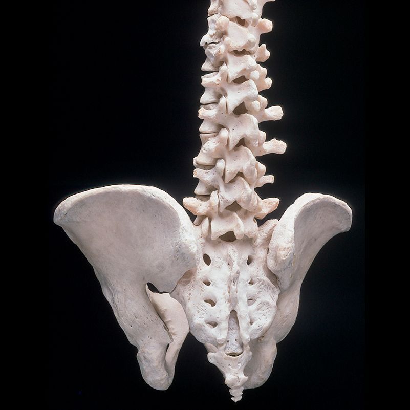 A skeleton of a spine and pelvis on a black background