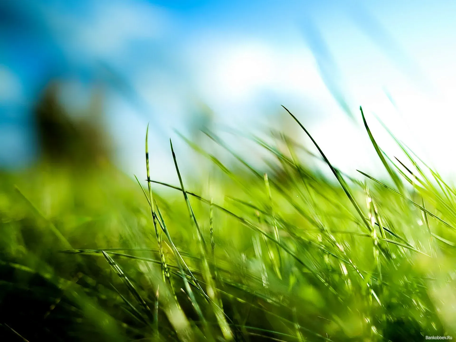 Green blades of grass against a blurred blue sky.