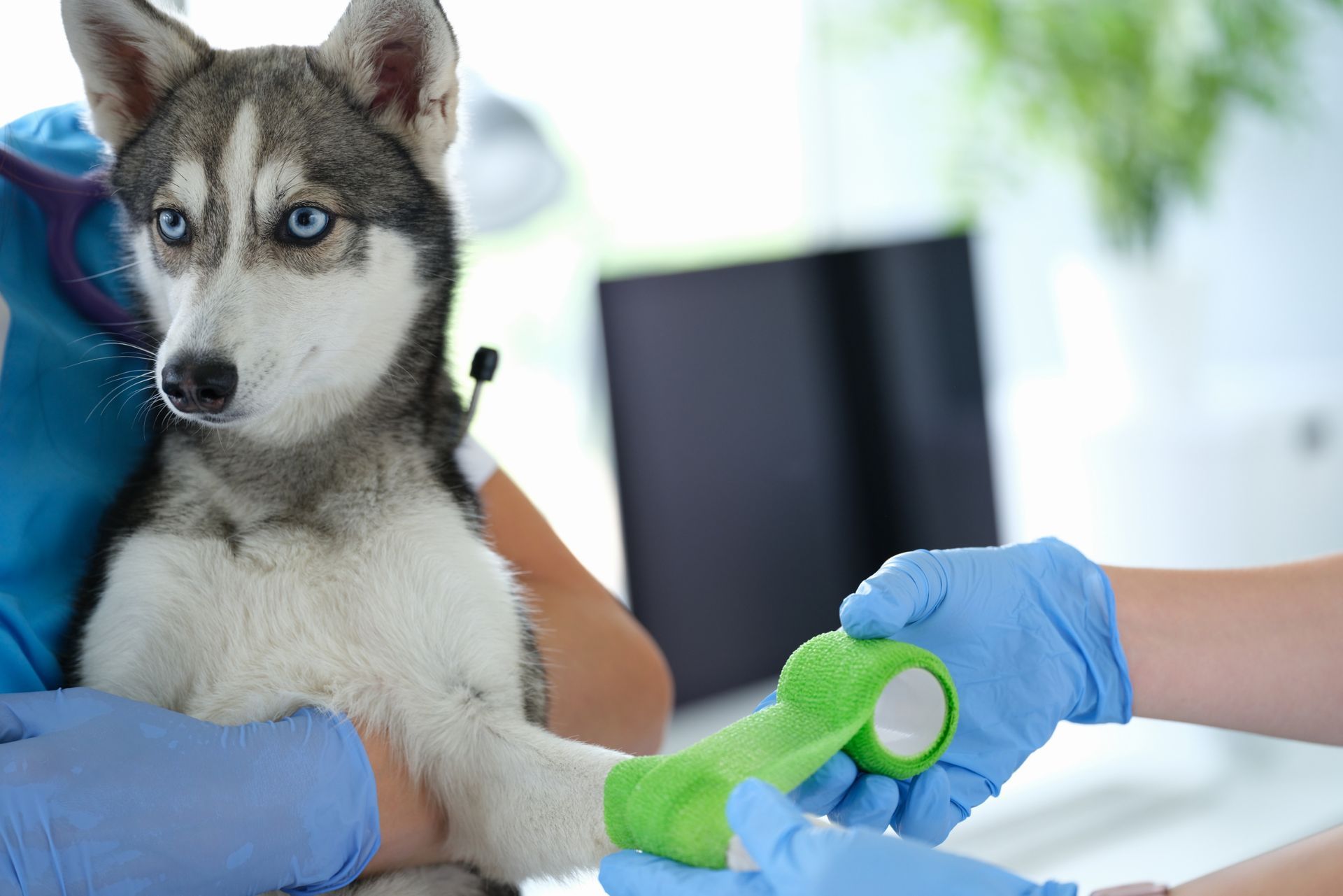 Dog with blue eyes has paw wrapped in green bandage by person with blue gloves.