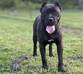 A black dog is laying in the grass and looking at the camera.