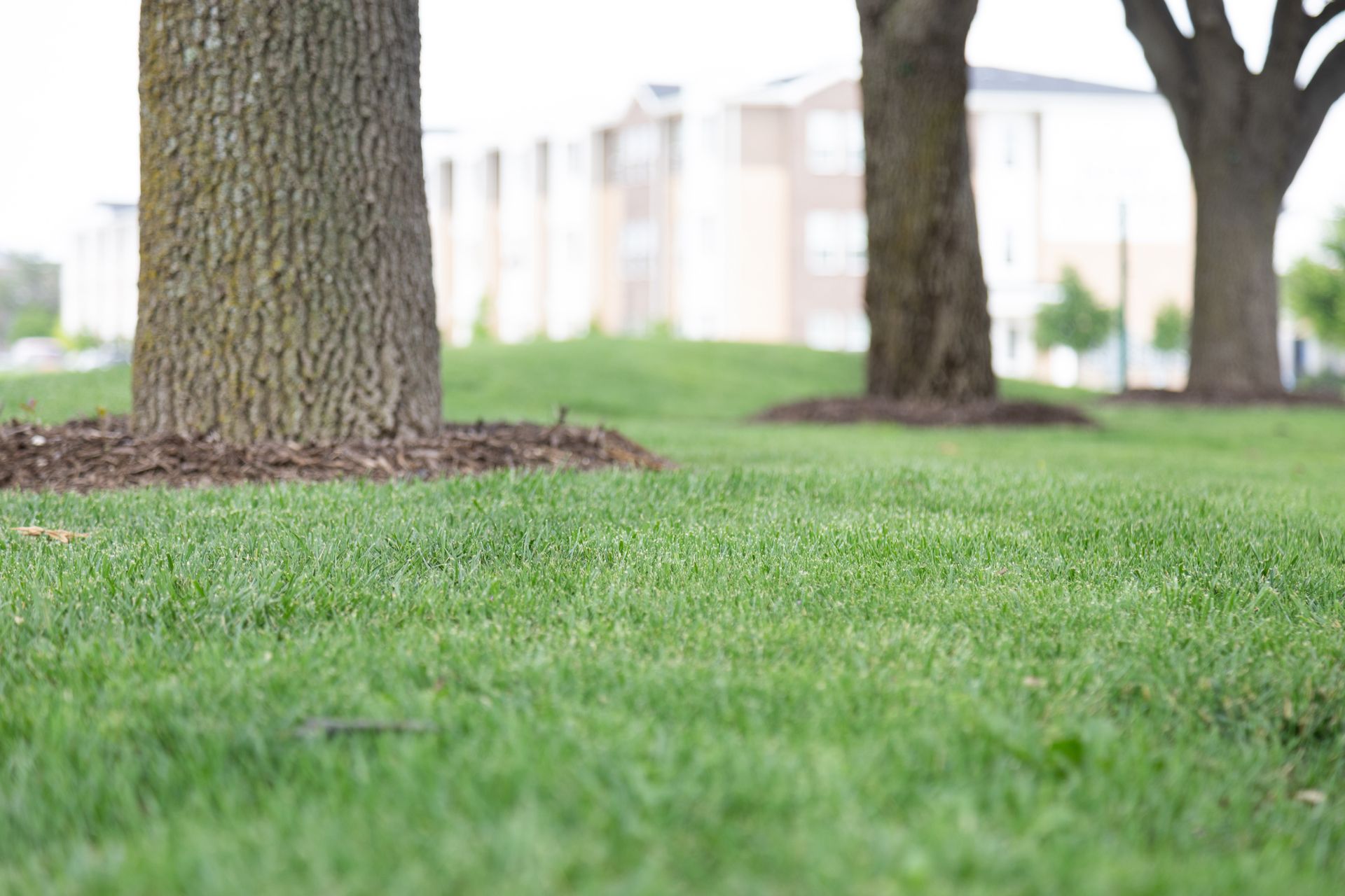 Green grass with three tree trunks, brown mulch, blurred apartment building in background.