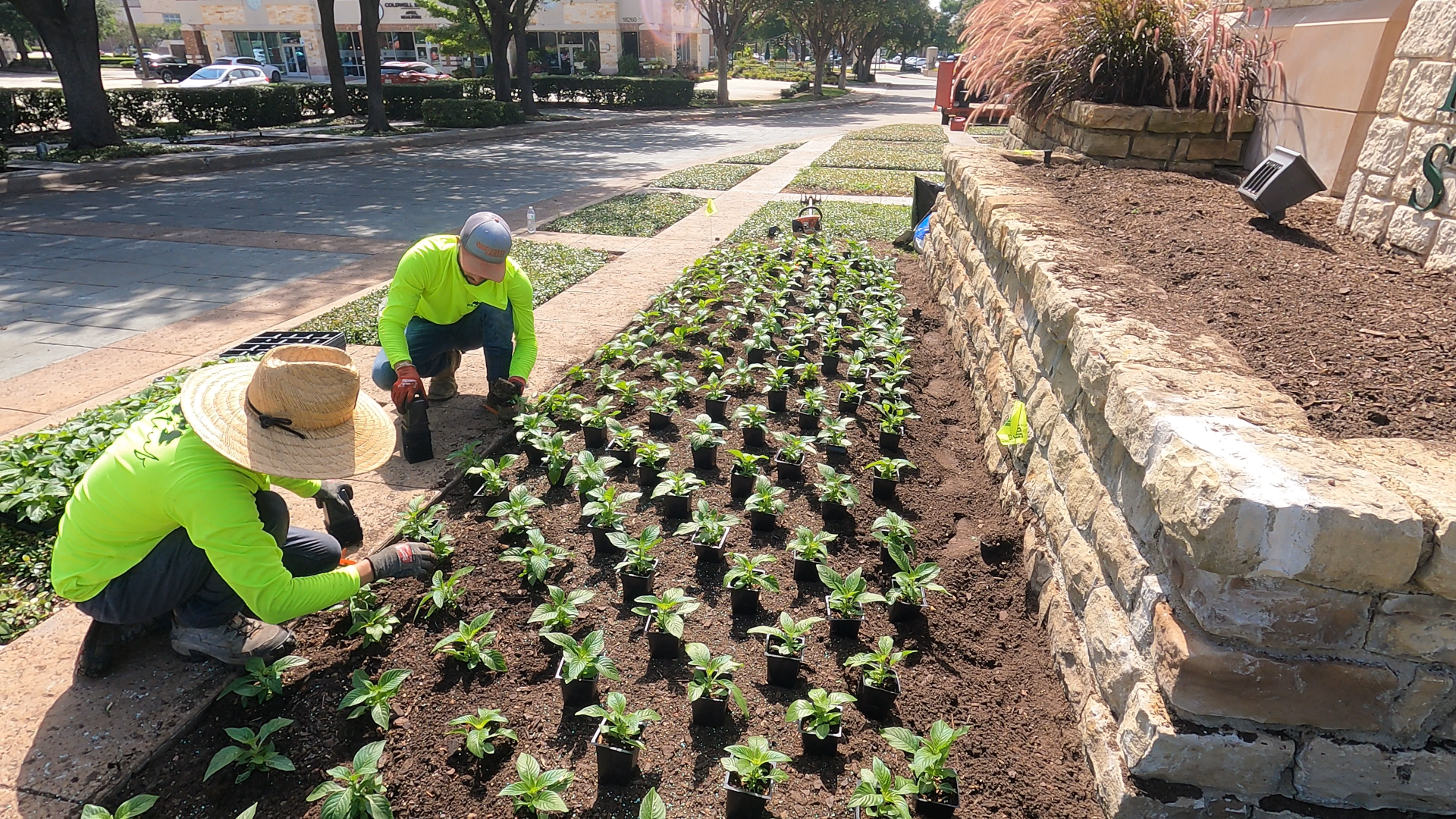Two workers planting seedlings in a garden bed next to a stone wall and sidewalk.