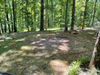 Wooded clearing with grass, scattered sunlight, and tall trees surrounding a dirt patch