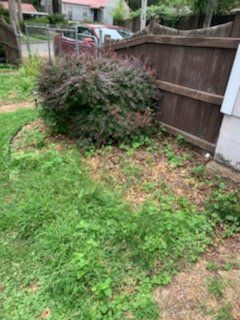 Overgrown backyard corner with dense shrubs, grass, and a wooden fence along the right side.