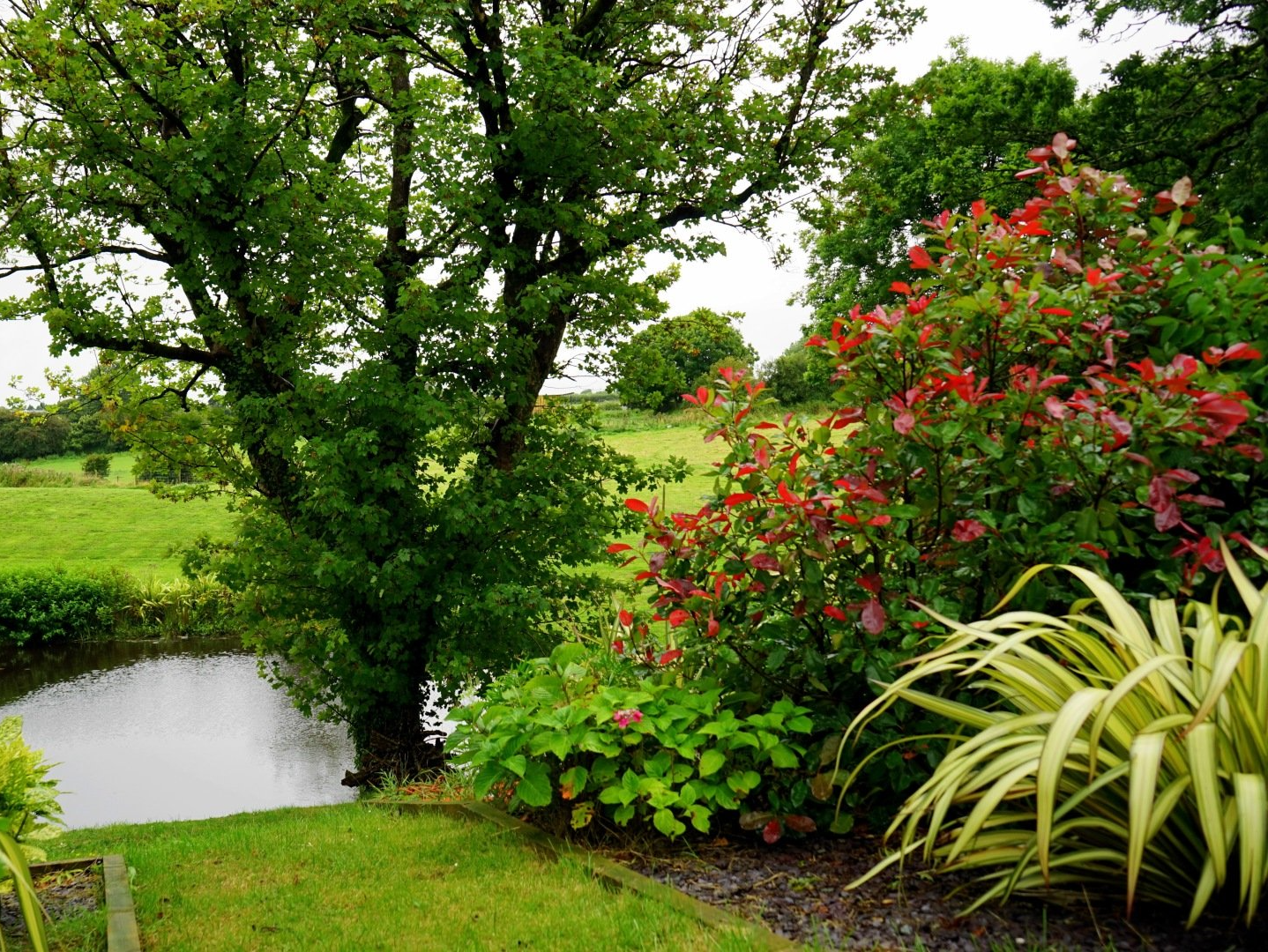 Lush garden with a pond, large green tree, and flowering shrubs under cloudy skies