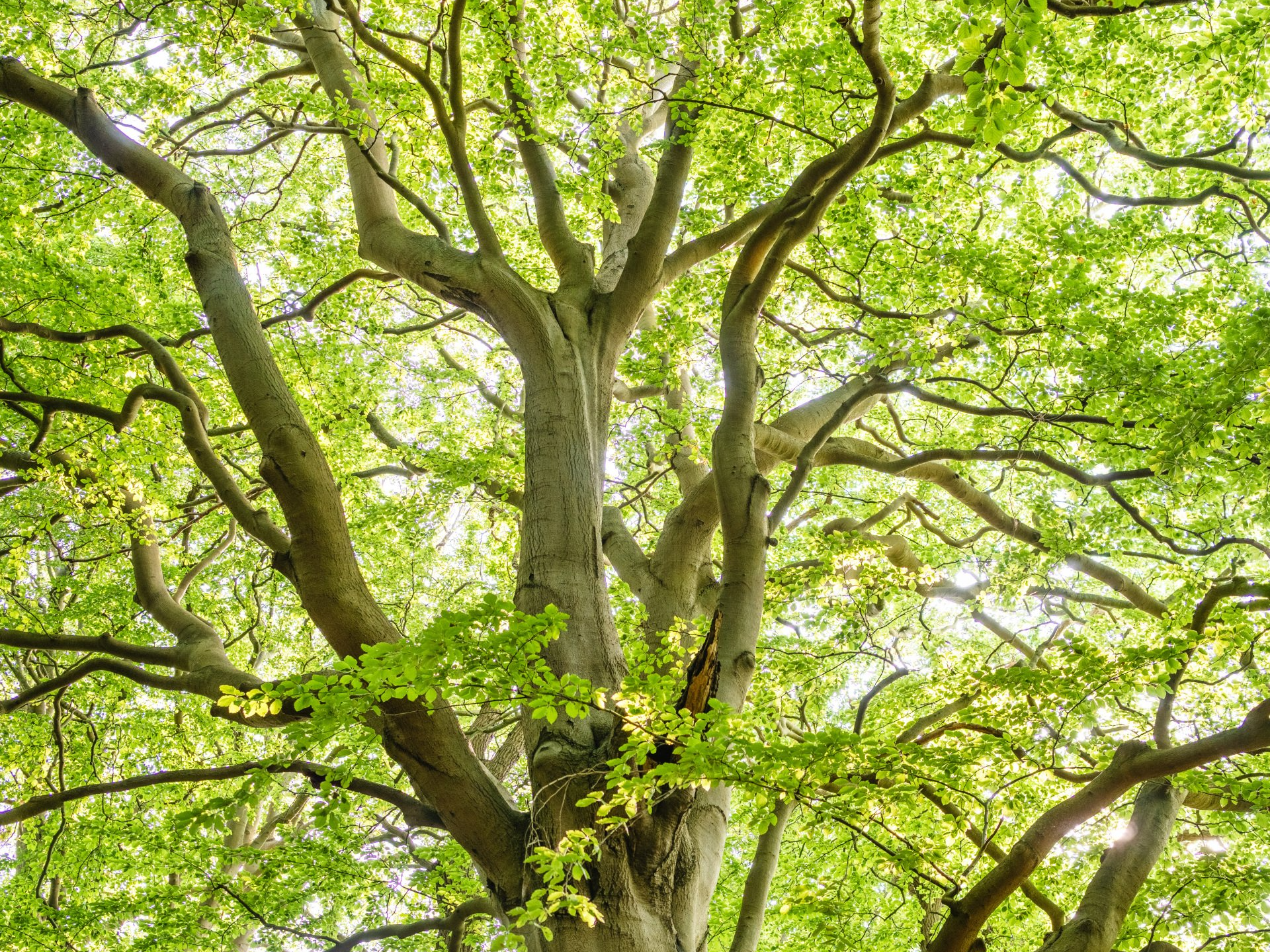 Leafy tree canopy with bright green leaves and branching limbs against the sky