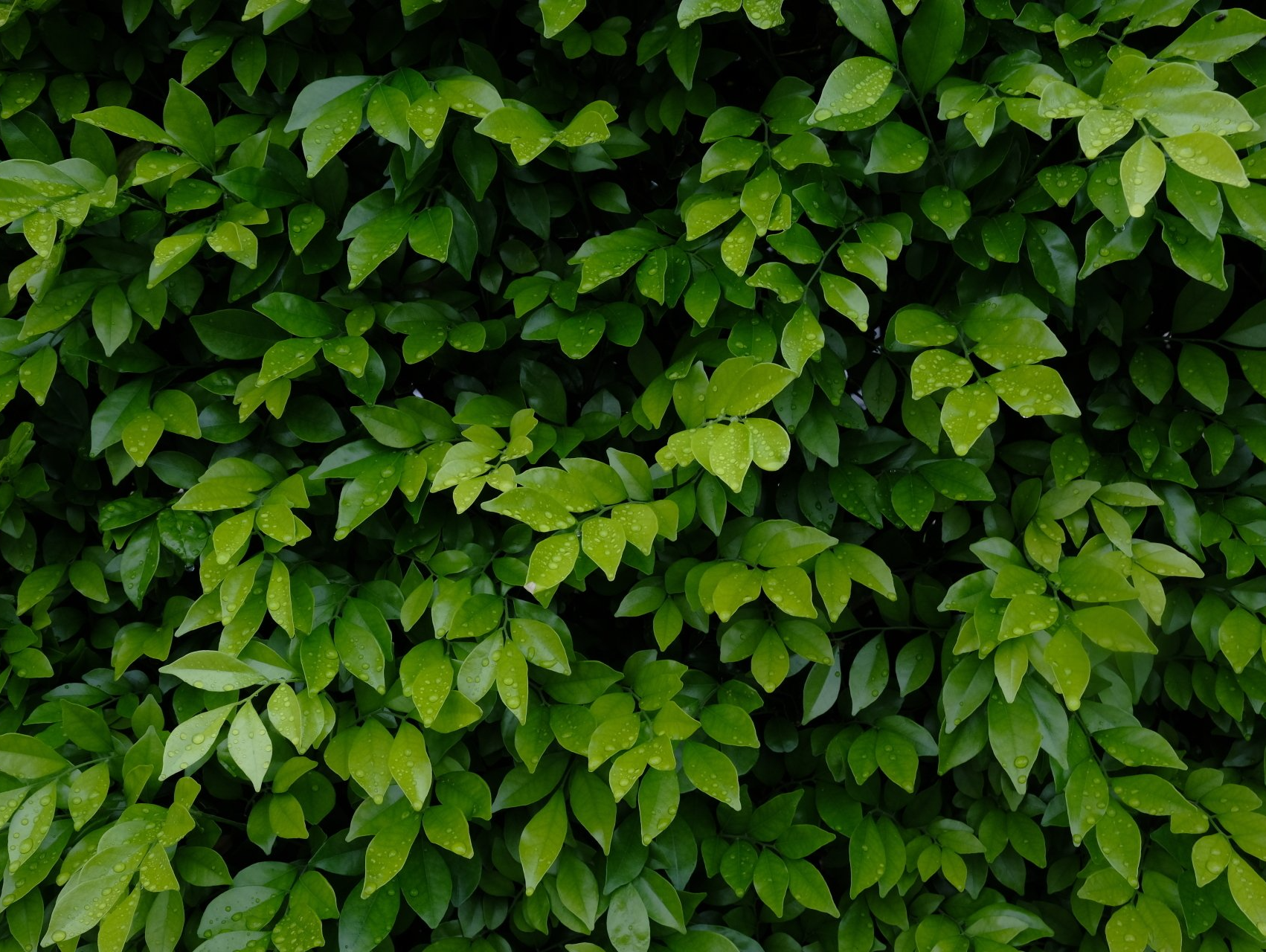 Dense green leafy foliage covering a wall