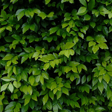 Dense green leafy vines filling the frame
