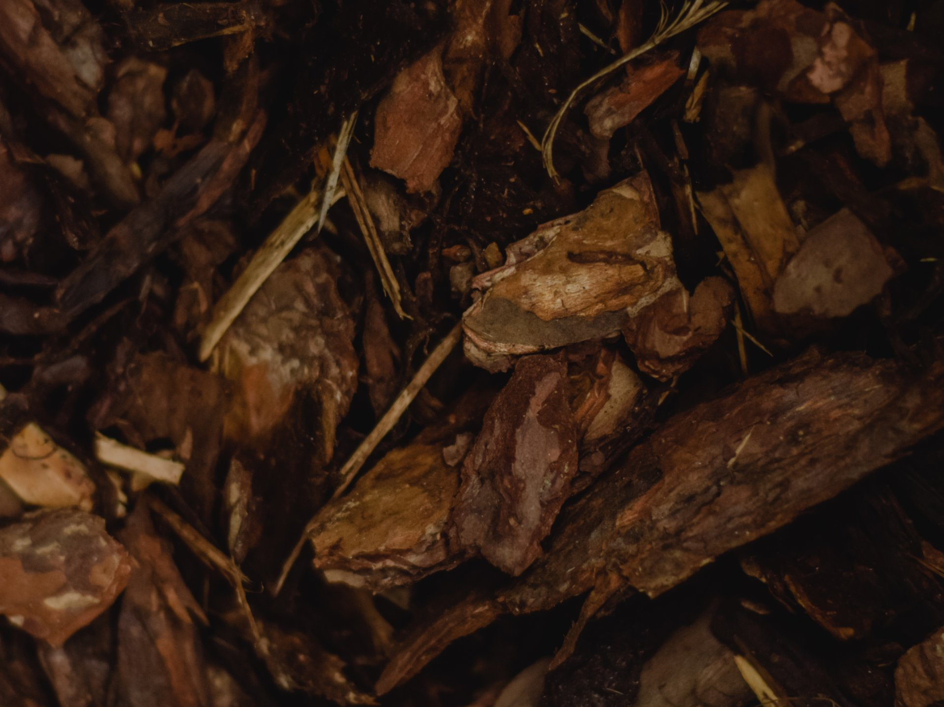 Close-up of dark brown wood chips and bark mulch scattered on the ground.