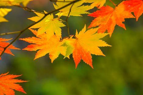 Colorful maple leaves in shades of red, orange, and yellow against a blurred green background.