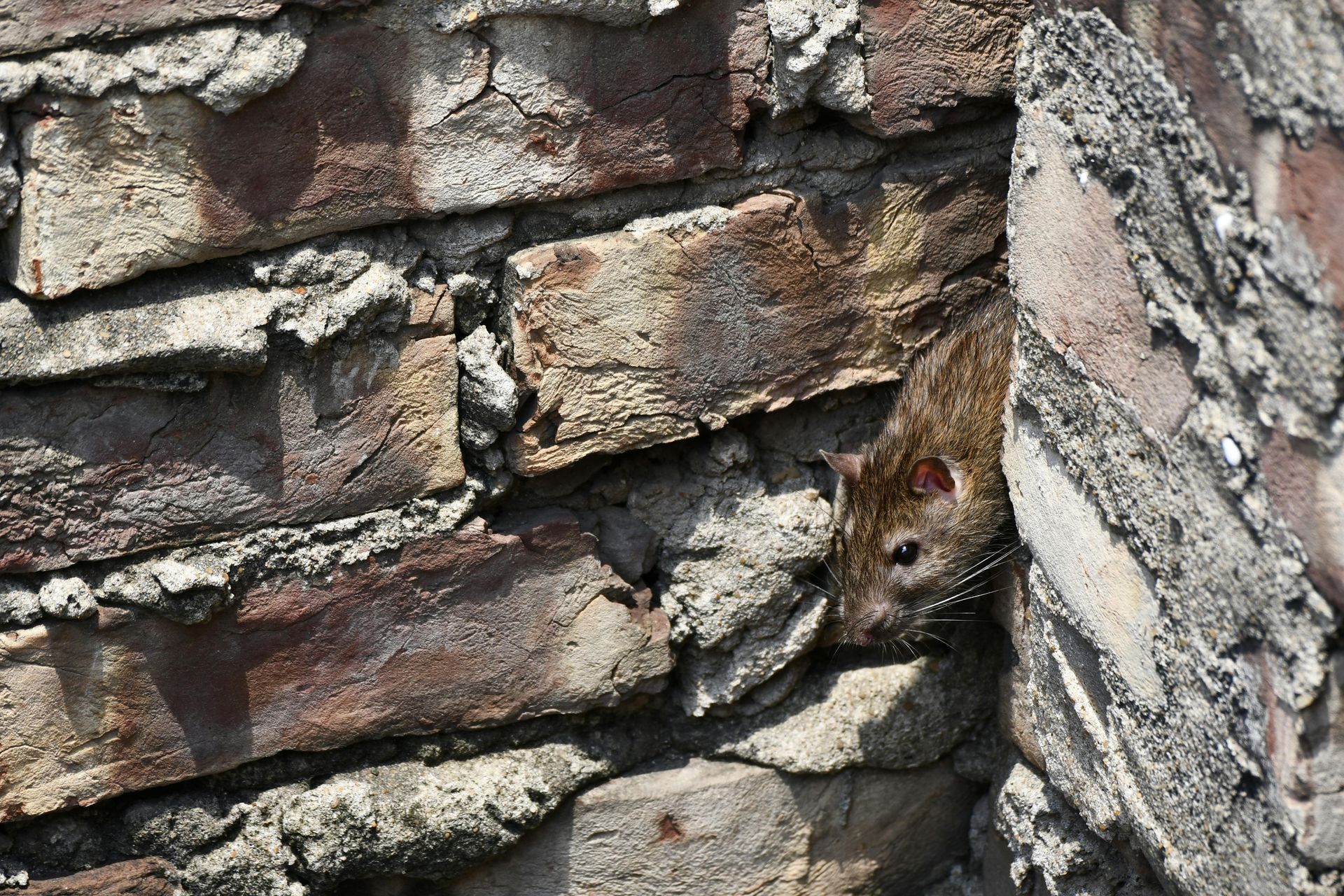 A mouse is hiding behind a brick wall