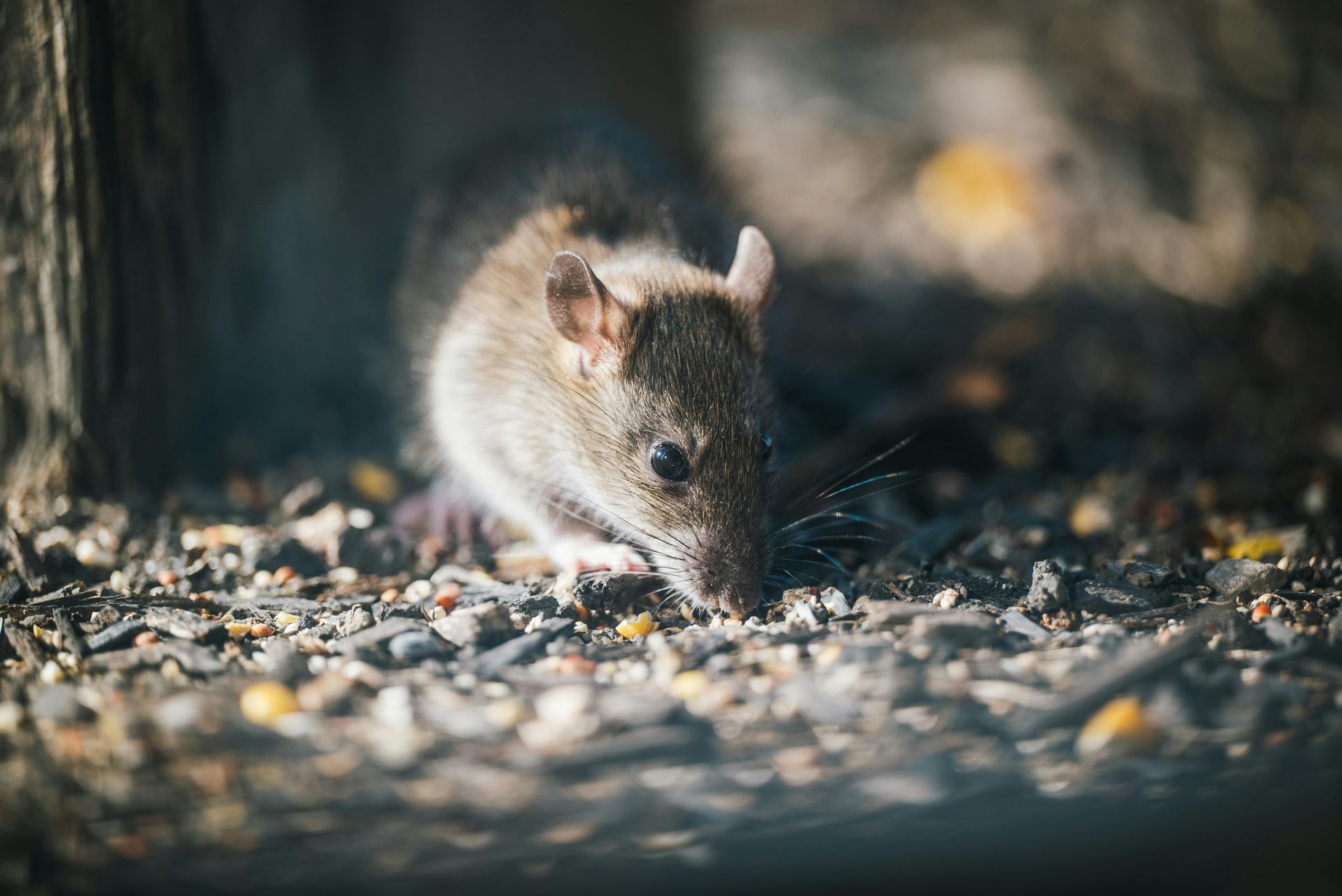 A close up of a mouse eating seeds on the ground.