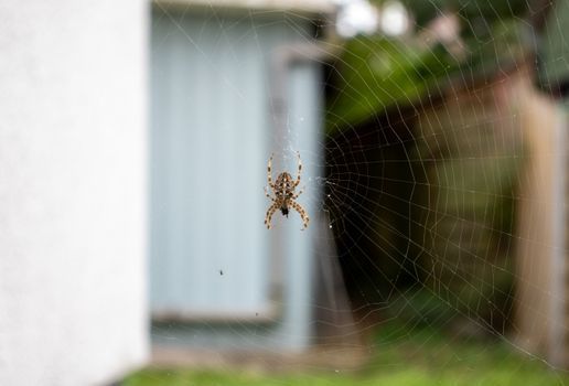 Araignée sur sa toile devant le mur d'une maison