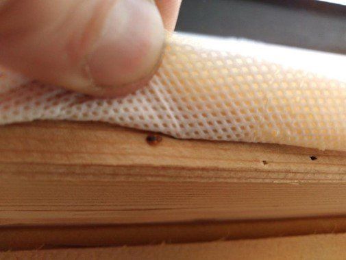 identifier les punaises de lit