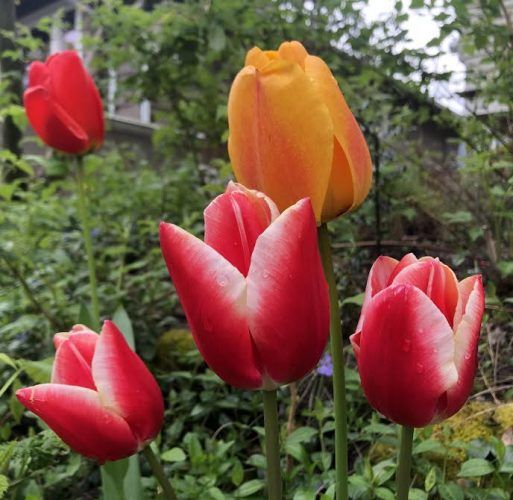 Red and orange tulips blooming in a garden