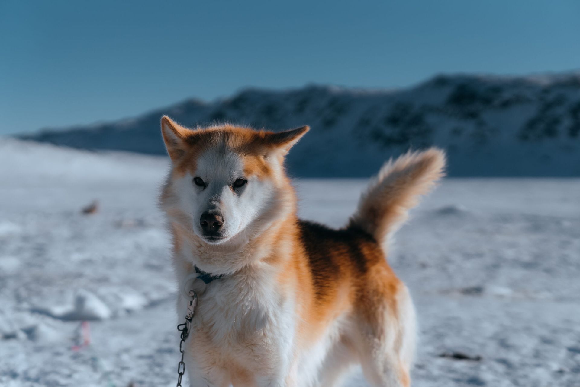 Hund med orange og hvid pels står i sne; bjerge i baggrunden.