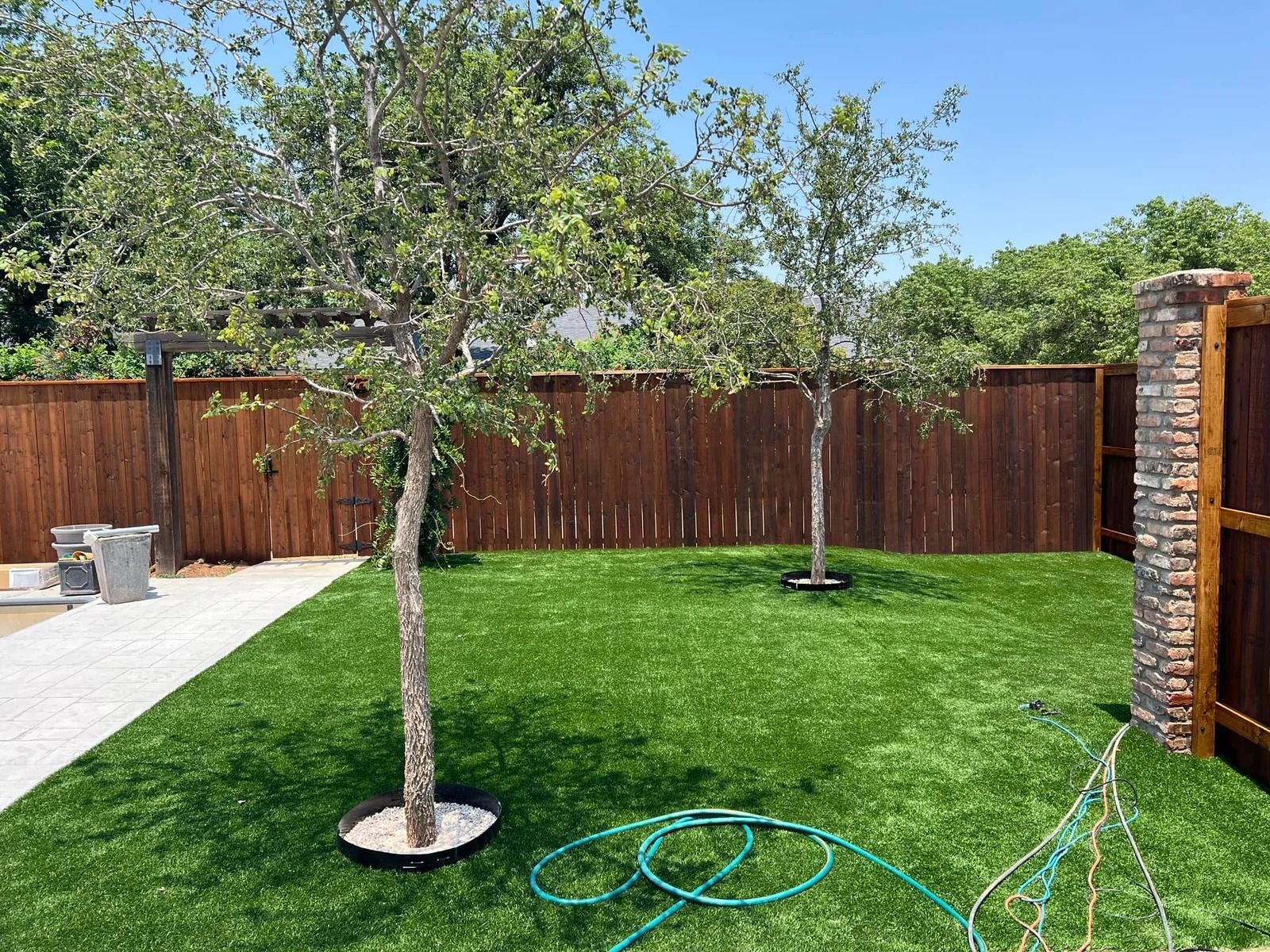 Backyard lawn with young trees, wooden fence, patio, and a green garden hose on the grass