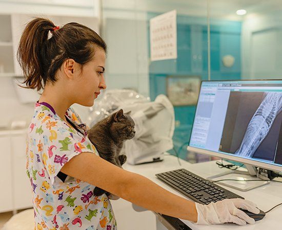 Woman Checking X Ray On Computer — Banner Elk, NC — High Country Animal Clinic PA Woman Checking X Ray On Computer — Banner Elk, NC — High Country Animal Clinic PA