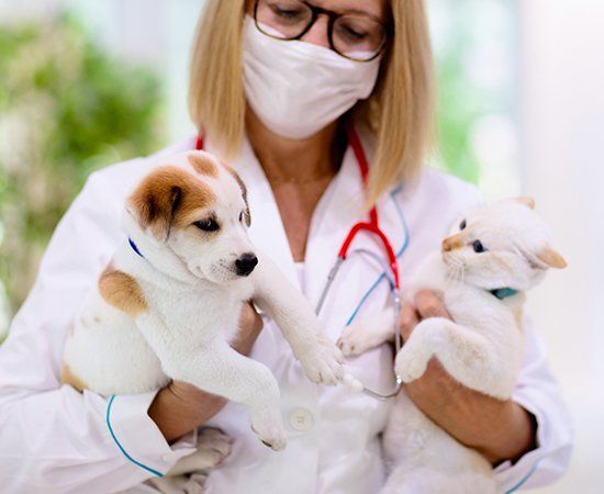 Doctor Holding Dog And Cat — Banner Elk, NC — High Country Animal Clinic PA Doctor Holding Dog And Cat — Banner Elk, NC — High Country Animal Clinic PA