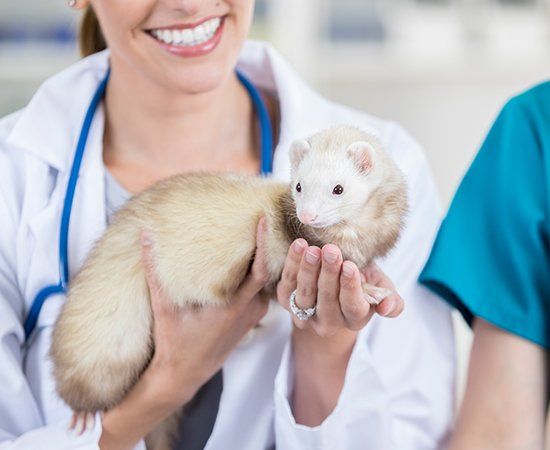 Vet Holding Ferrets — Banner Elk, NC — High Country Animal Clinic PA Vet Holding Ferrets — Banner Elk, NC — High Country Animal Clinic PA