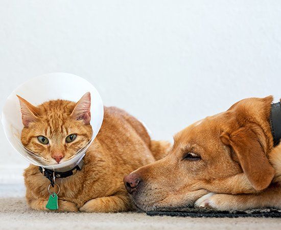 Sick Cat And Dog — Banner Elk, NC — High Country Animal Clinic PA Sick Cat And Dog — Banner Elk, NC — High Country Animal Clinic PA